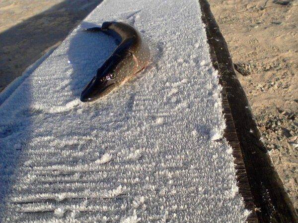 563cd765b1483_-0008.thumb.jpg.bada0aa87d