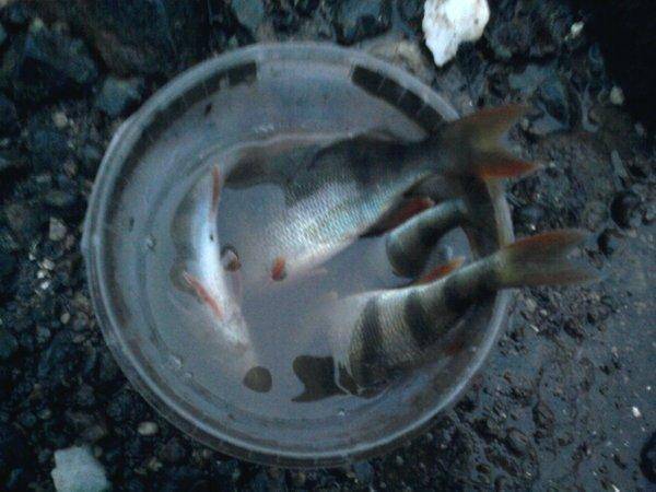 563e3a0595dac_0896.thumb.jpg.176e14ec9f9