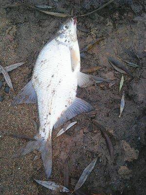 563e648a8af10_6-7009.thumb.jpg.e990fb20d