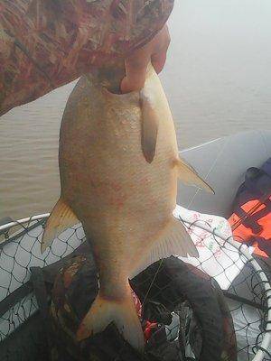 563e653285b77_6-7016.thumb.jpg.68d88442f