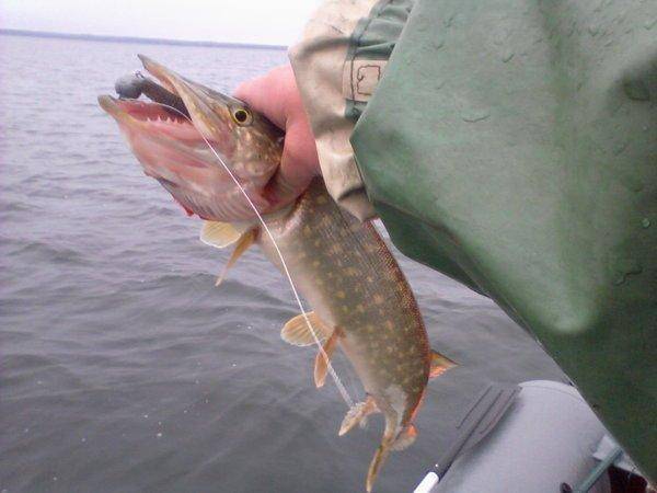 563f71b5e11f4_-0012.thumb.jpg.939718a0da