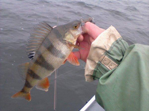 563f71c79c11a_-0016.thumb.jpg.abf8efa4bd