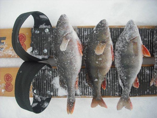 564cb8a348383_DSCF1183.thumb.JPG.dc64780