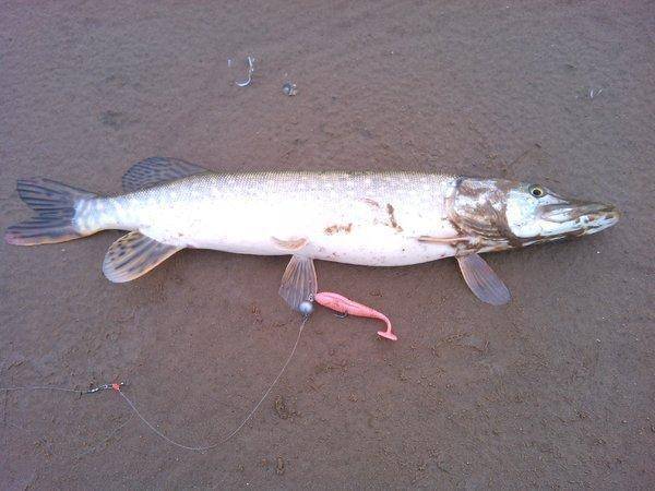 56508a5602487_IMG_20151121_1151331.thumb