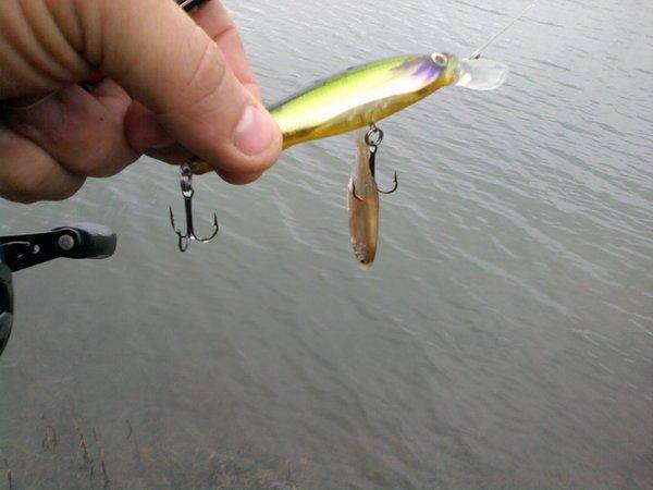 565096f1715ec_0916.thumb.jpg.05a85793d31