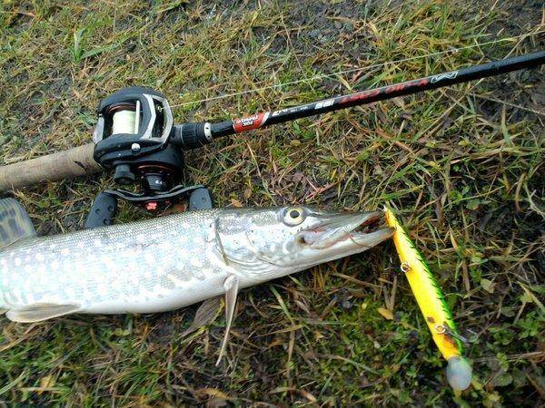 565098204b1fd_0919.thumb.jpg.3e823d549e7