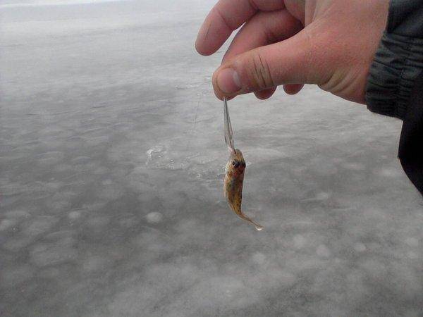 5659f9c954a17_-0019.thumb.jpg.54df23a8ad