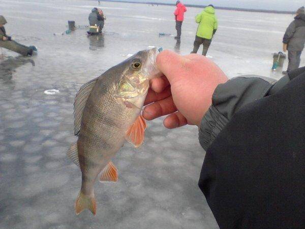 5659f9d09adfd_-0023.thumb.jpg.24eba427af