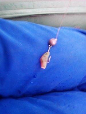 IMG_20151110_142449.thumb.jpg.d88db5a21b