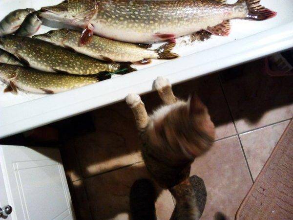 IMG_20151110_173637.thumb.jpg.41f0365bcd