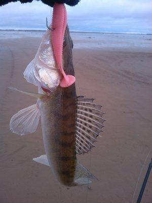 IMG_20151121_120817.thumb.jpg.516dfe7921