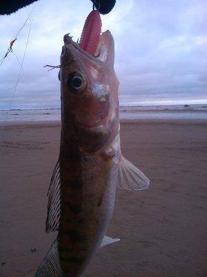 IMG_20151121_121145.thumb.jpg.42d5c4b35a