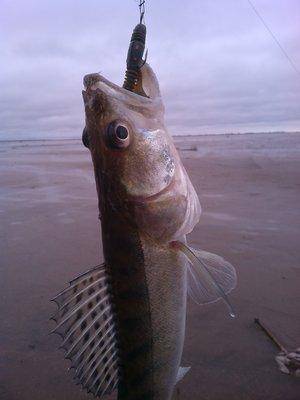 IMG_20151121_123449.thumb.jpg.e0a16e7f78