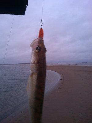 IMG_20151121_142740.thumb.jpg.481f89a537