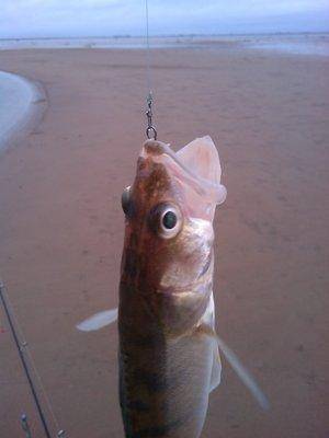 IMG_20151121_143011.thumb.jpg.96e1a8c688