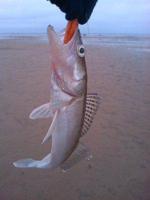 IMG_20151121_143456.thumb.jpg.9e42d4738f