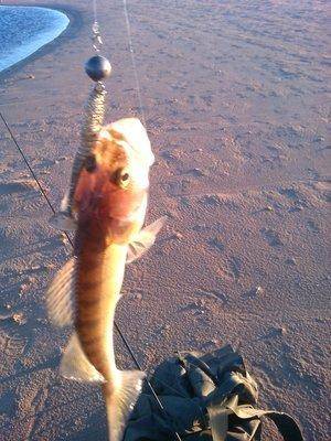 IMG_20151122_094426.thumb.jpg.2cbaf8217a