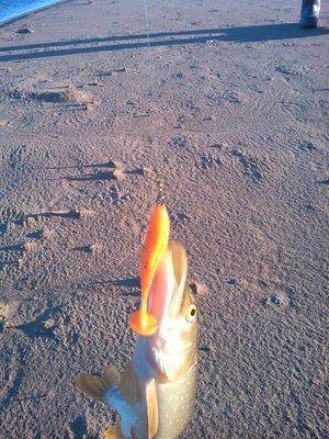 IMG_20151122_104231.thumb.jpg.dc2fd0d1ea