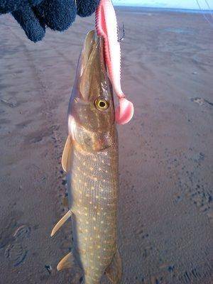 IMG_20151122_122010.thumb.jpg.1bdb9f02ac