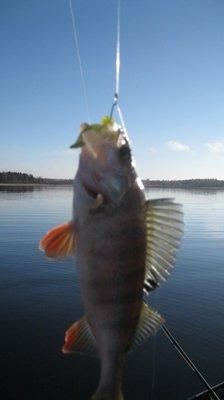 IMG_6108.thumb.JPG.7c5295a64b3460b180ff8