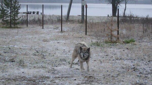 IMG_6137.thumb.JPG.892d59f225287399b16c2