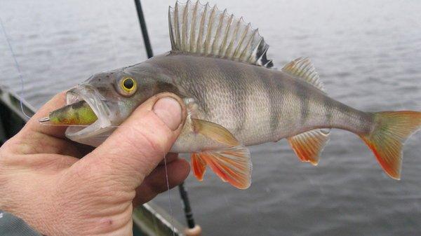 IMG_6140.thumb.JPG.bddf50abf4843a09b27db