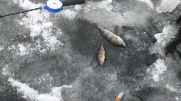 IMG_6186.thumb.JPG.6b930c7e13cde9eb52de8