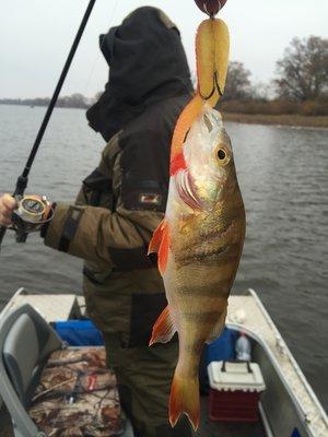 IMG_7288.thumb.JPG.bf83766fae8b6491018f9