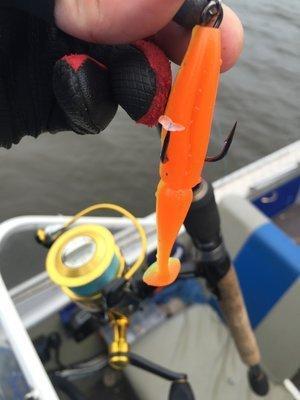 IMG_7289.thumb.JPG.b36f7b719c15583fc085e