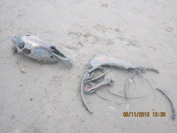 IMG_7541.thumb.JPG.f6cddf4fcbd21a5d6d7ee