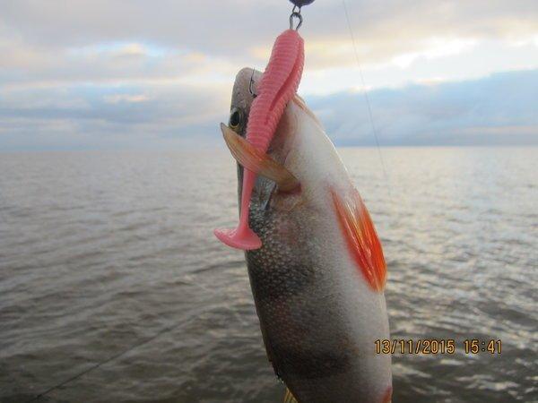 IMG_7662.thumb.JPG.10110c59ff6dcbf4e0ef4