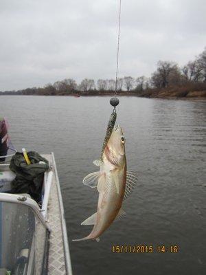 IMG_7676.thumb.JPG.e8b0889b22b6d7e8e71e7