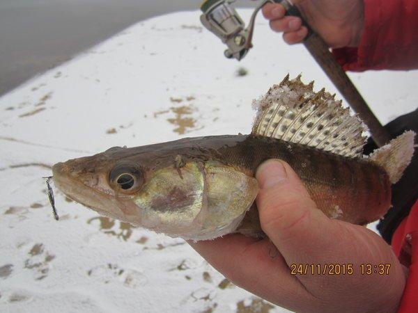 IMG_7685.thumb.JPG.1a5e8268131c812d9a2e4