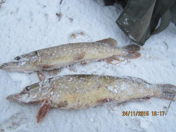 IMG_7689.thumb.JPG.1fa9a275d41ad1a6021a9