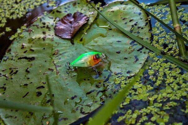 IMG_9768.thumb.jpg.79173d2fa586ed00080ab