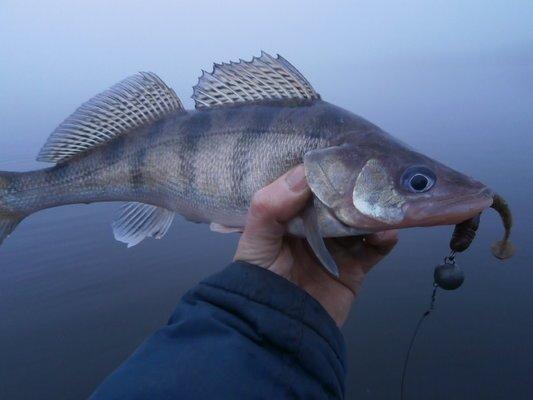 PA260275.thumb.JPG.ebcdd4fea6bea21a256f1