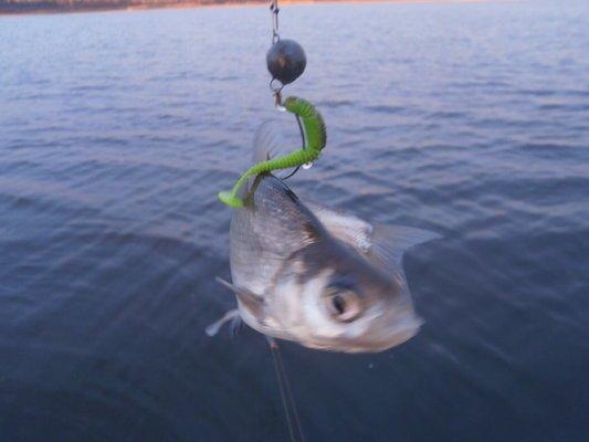 PA260280.thumb.JPG.d9925caa01eb860bc618a