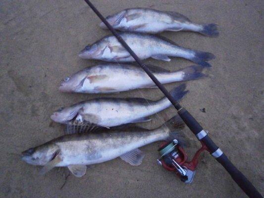 PA260285.thumb.JPG.06868c5458d4c9bc295b1