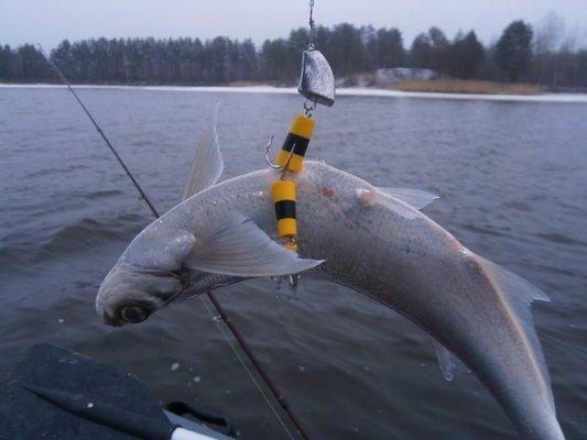 PB020291.thumb.JPG.4441f84a8e65f173feef3