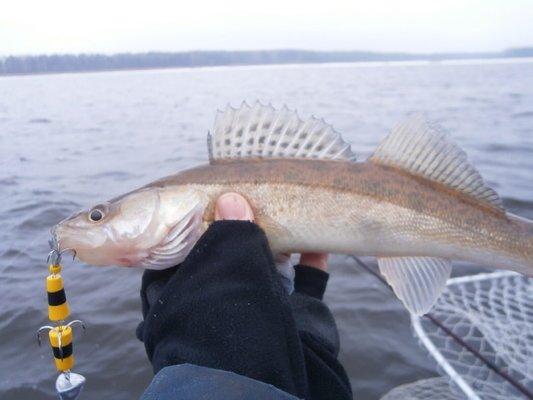 PB020292.thumb.JPG.146551c85f93e9a59ae79