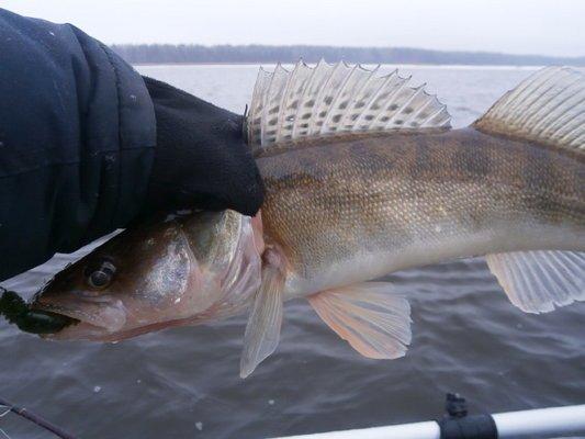 PB020294.thumb.JPG.0ce82d747ce37f344af77