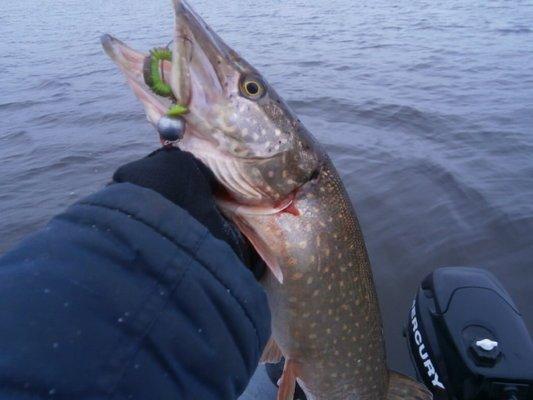 PB020296.thumb.JPG.9b2bedf89a61ac37471f1