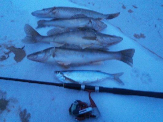 PB020298.thumb.JPG.71298941f6729da88b756