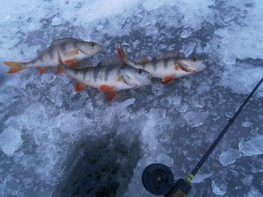 PB070303.thumb.JPG.8aefa9e27f4a18e2baeec