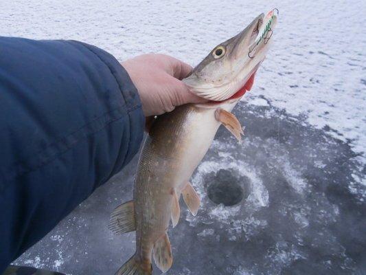 PB140327.thumb.JPG.23ed2ecef712596764a74