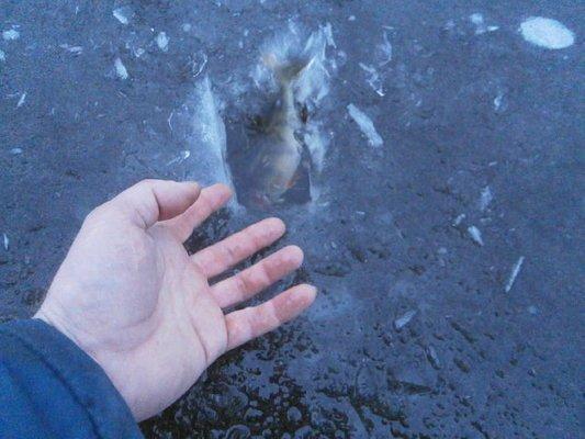 PB160340.thumb.JPG.e2ba96fd41043e57d83fe