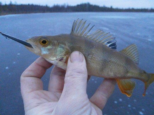 PB160343.thumb.JPG.c84da1c6cccb8af902dc2