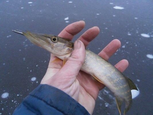 PB160344.thumb.JPG.2a932731b915803d3b609