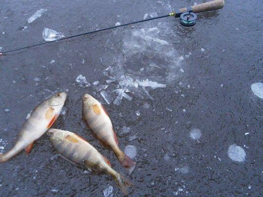 PB160351.thumb.JPG.3261c4e7989102cae6d7e