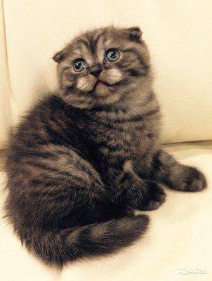 2121062109.thumb.jpg.0f5291d707804e2e838